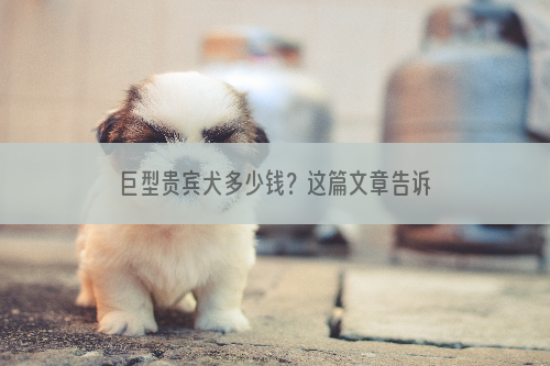 巨型贵宾犬多少钱？这篇文章告诉你！  