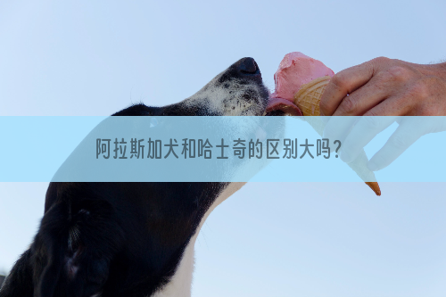 阿拉斯加犬和哈士奇的区别大吗？ 