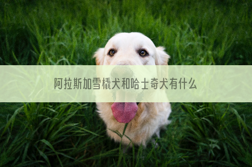 阿拉斯加雪橇犬和哈士奇犬有什么区别？看完就知道了  