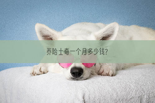 养哈士奇一个月多少钱?