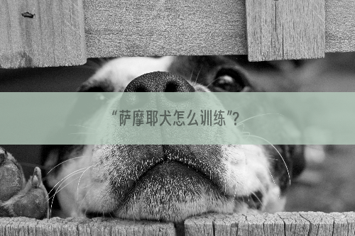 “萨摩耶犬怎么训练”?