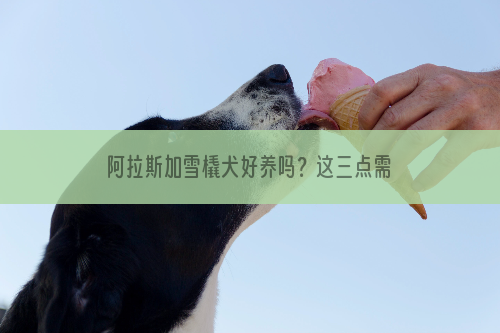阿拉斯加雪橇犬好养吗？这三点需要注意