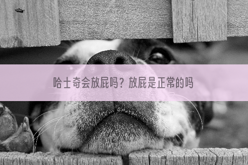 哈士奇会放屁吗？放屁是正常的吗？