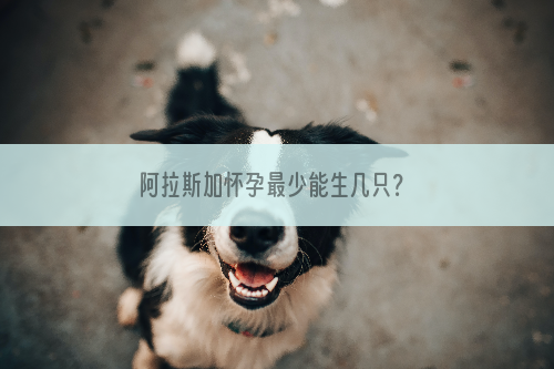 阿拉斯加怀孕最少能生几只？