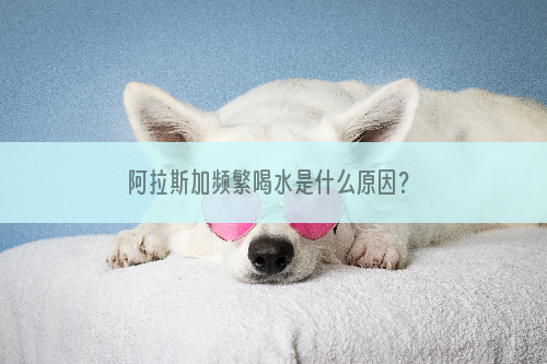 阿拉斯加频繁喝水是什么原因？
