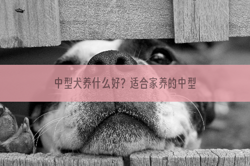 中型犬养什么好？适合家养的中型犬推荐