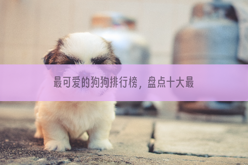 最可爱的狗狗排行榜，盘点十大最可爱的狗狗