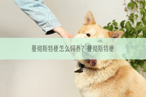 曼彻斯特梗怎么饲养？曼彻斯特梗饲养技巧