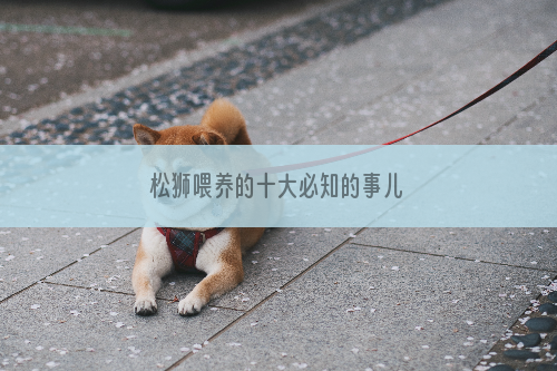 松狮喂养的十大必知的事儿
