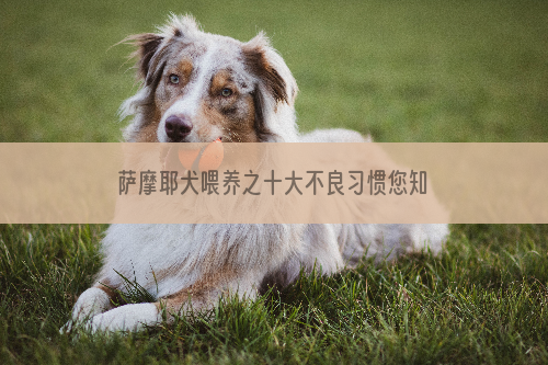 萨摩耶犬喂养之十大不良习惯您知道吗