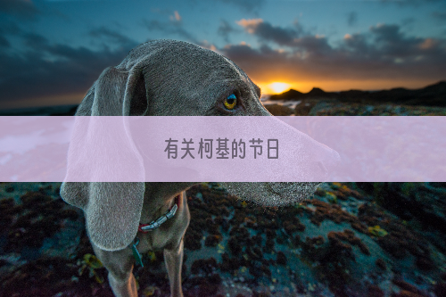 有关柯基的节日