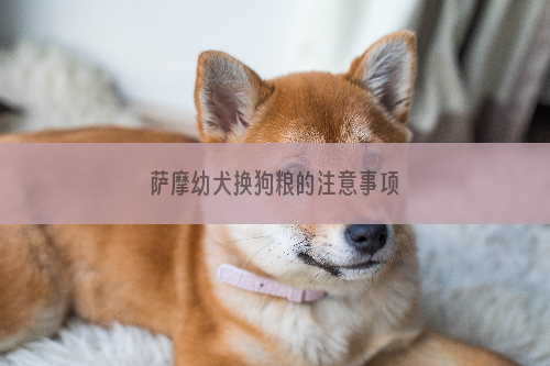 萨摩幼犬换狗粮的注意事项