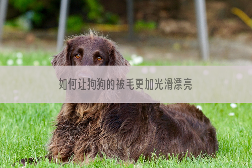 如何让狗狗的被毛更加光滑漂亮