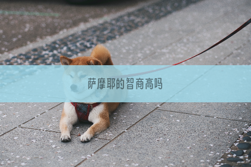 萨摩耶的智商高吗