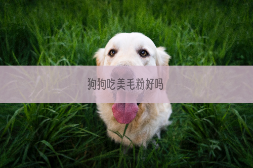 狗狗吃美毛粉好吗