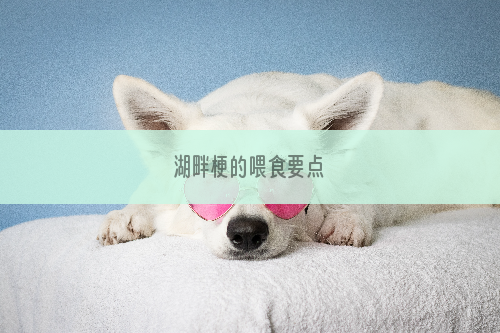 湖畔梗的喂食要点
