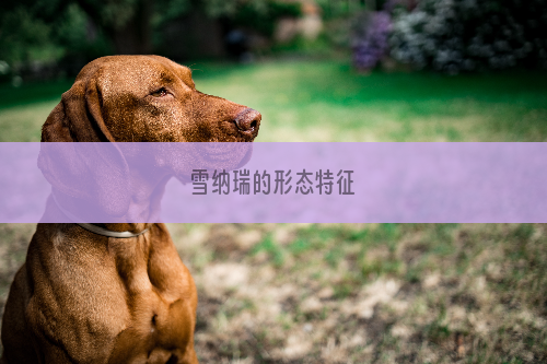 雪纳瑞的形态特征