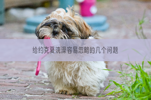 给约克夏洗澡容易忽略的几个问题