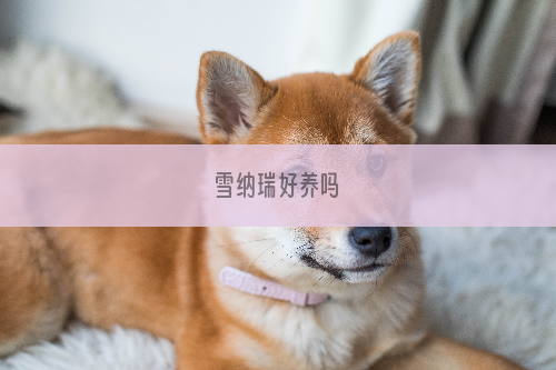 雪纳瑞好养吗