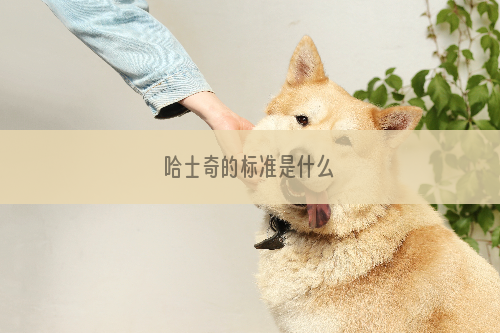 哈士奇的标准是什么