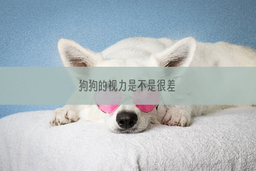 狗狗的视力是不是很差