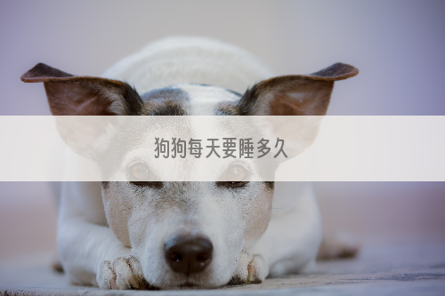 狗狗每天要睡多久