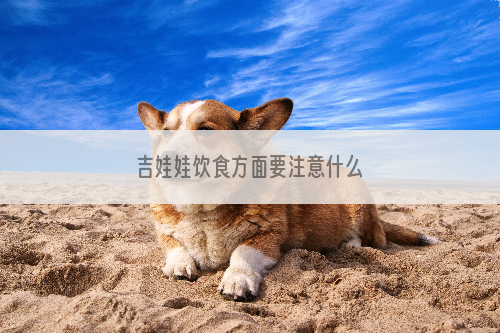 吉娃娃饮食方面要注意什么