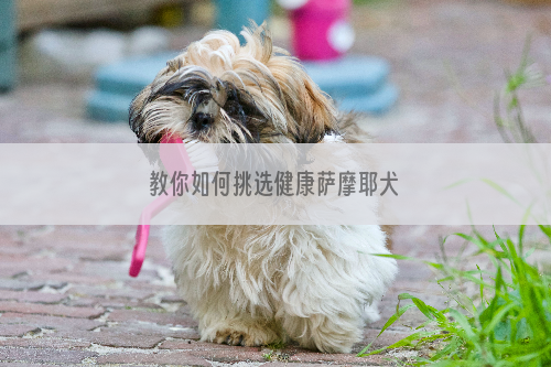 教你如何挑选健康萨摩耶犬