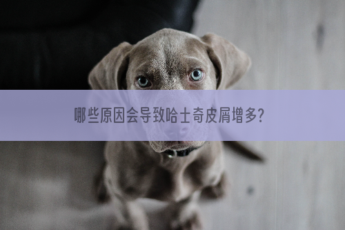 哪些原因会导致哈士奇皮屑增多？