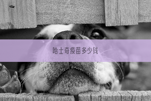 哈士奇疫苗多少钱