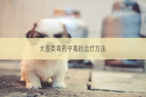 犬各类毒药中毒的治疗方法