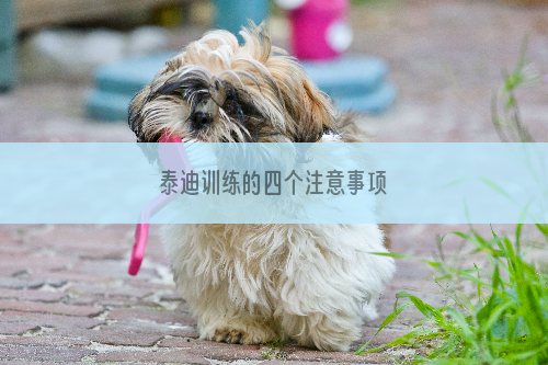 泰迪训练的四个注意事项