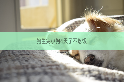 狗生完小狗4天了不吃饭
