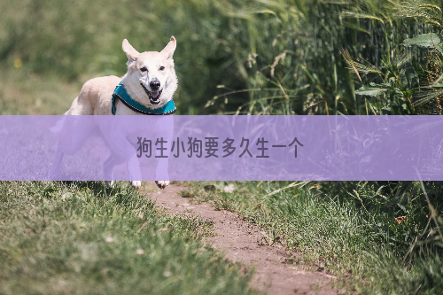 狗生小狗要多久生一个