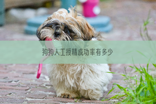 狗狗人工授精成功率有多少