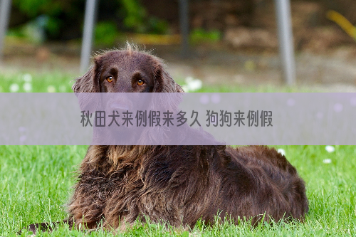 秋田犬来例假来多久 狗狗来例假的注意事项