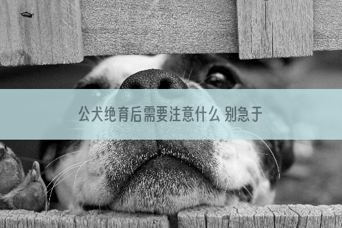 公犬绝育后需要注意什么 别急于喂食物！