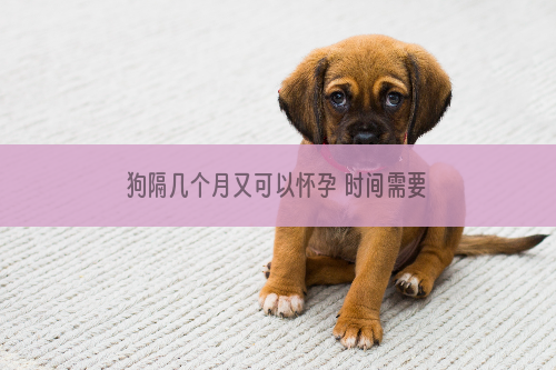 狗隔几个月又可以怀孕 时间需要进行精准的把握
