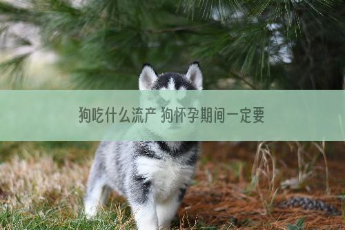 狗吃什么流产 狗怀孕期间一定要特别注意饮食
