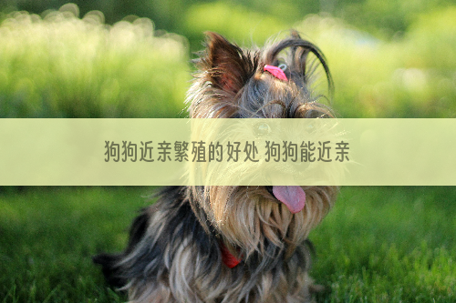 狗狗近亲繁殖的好处 狗狗能近亲繁殖吗