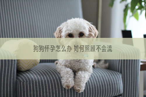 狗狗怀孕怎么办 如何照顾不会流产