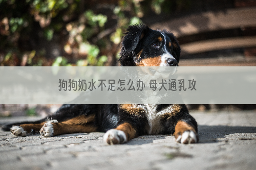 狗狗奶水不足怎么办 母犬通乳攻略