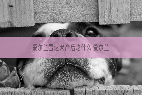 爱尔兰雪达犬产后吃什么 爱尔兰雪达犬产后饮食如何改善