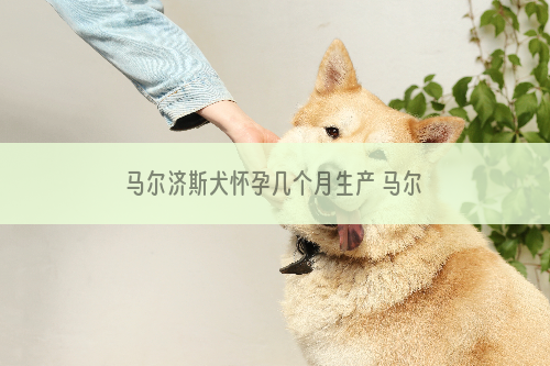 马尔济斯犬怀孕几个月生产 马尔济斯犬怀孕后需要数月生产