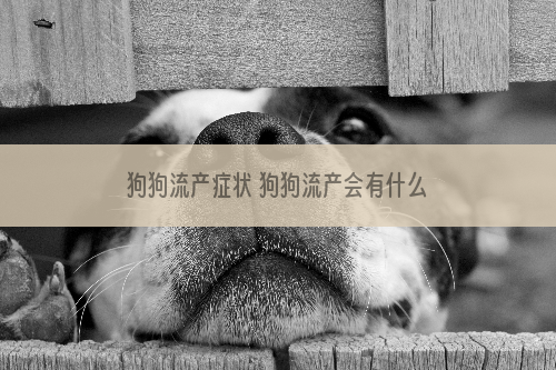 狗狗流产症状 狗狗流产会有什么症状呢