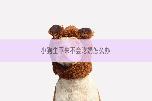 小狗生下来不会吃奶怎么办