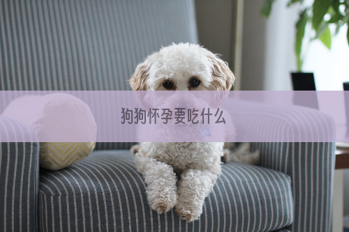 狗狗怀孕要吃什么