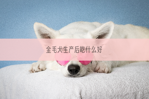 金毛犬生产后吃什么好