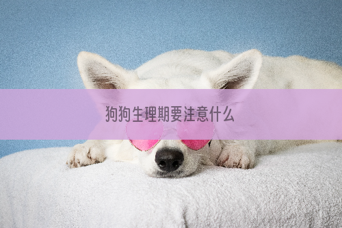 狗狗生理期要注意什么