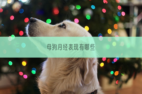 母狗月经表现有哪些